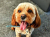 5 beautiful F1B Cavapoo babies