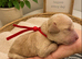 Exceptional F2  Cockapoo Puppies