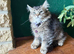 1 Left .. Mainecoon x British Longhair