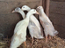 5 indian runners