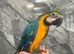 Ready Now Baby Friendly Super Tame Cuddly Blue & Gold Macaw Parrot,16