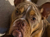 6 month English bulldog