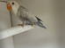 Fallows and split fallows for sale