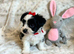 Pure Biewers. Pups
