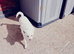 Pure white jackrussell