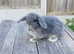 Mini lop bunnies ( updated:04/06/26)