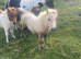 Registered miniature Shetland filly