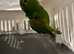 Jenday and white eyed conure