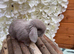 Exceptional Mini Lops! Waiting list open!