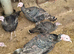 Young bronze Turkeys