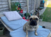 Female French bull dog