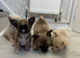 Pomchi micro teacup