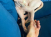 10-month old male Sphinx cat