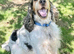 Show Cocker Spaniel at stud