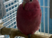 Baby galah cockatoo