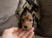 Miniature Long Haired Dachshund Puppies Available!