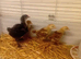 Black Cooper marans