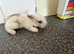 Lionhead mix.