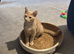 9 month old ginger tabby boy