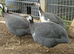 Guinea Fowl