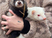 Ferret kits