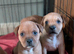 Red KC Staffordshire bull terriers