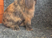Male Mini Lops