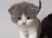 Gorgeous pedigree kittens
