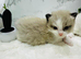 Full pedigree registered Ragdoll kittens