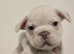 1 vaccine - last male ready to leave !!!! - DWKC French bulldog