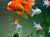 Oranda goldfish and tank set up