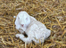 Anglo Nubian x angora kids