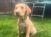 Golden retriever mix Labrador