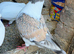 Modena Pigeon