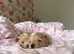 Beautiful Tiny Maltipoo F-1