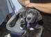 3m old female cane corso