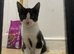 Kittens for sale!