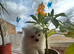 Your new Pom friend waiting for you