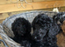 2 girl Miniature poodles ready to be homed