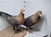 GIMPLE RARE COLOUR RACING PIGEONS