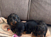 miniature dachshunds