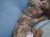 Miniature dachshund