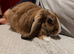 Mini lop buck (10weeks old)