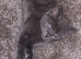Kittens for sale