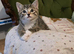7 kittens ready now mixed boys and girls