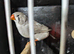 Light back pied hen