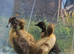 Indian Runner Duck ducklings