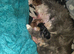 Half maine coon kittens