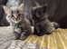 Two Adorable Kittens Looking for Their Forever Homes