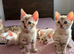 Pure Snow Lynx Bengal Kitten , can be registered with TICA for additional cost.